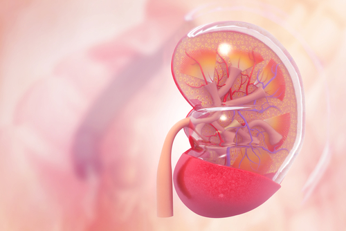 What Is the Cause of Renal Vasculitis?