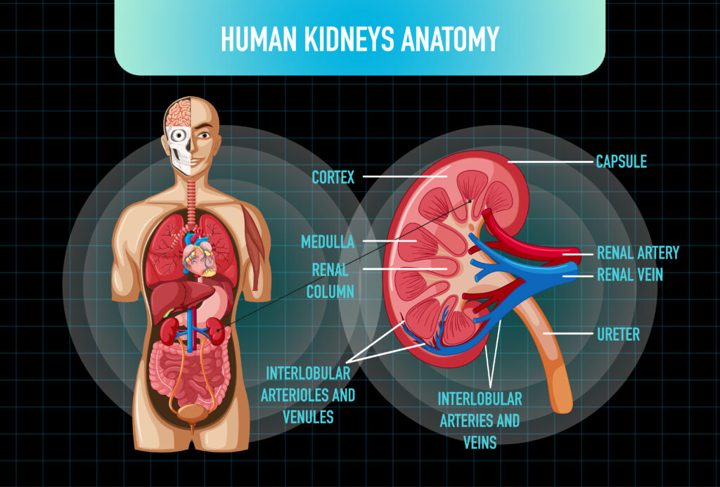 Anatomy of a human kidney